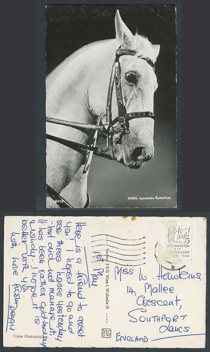 Austria Vienna Wien HORSE SpanischeReitschule Spanish Riding School Old Postcard