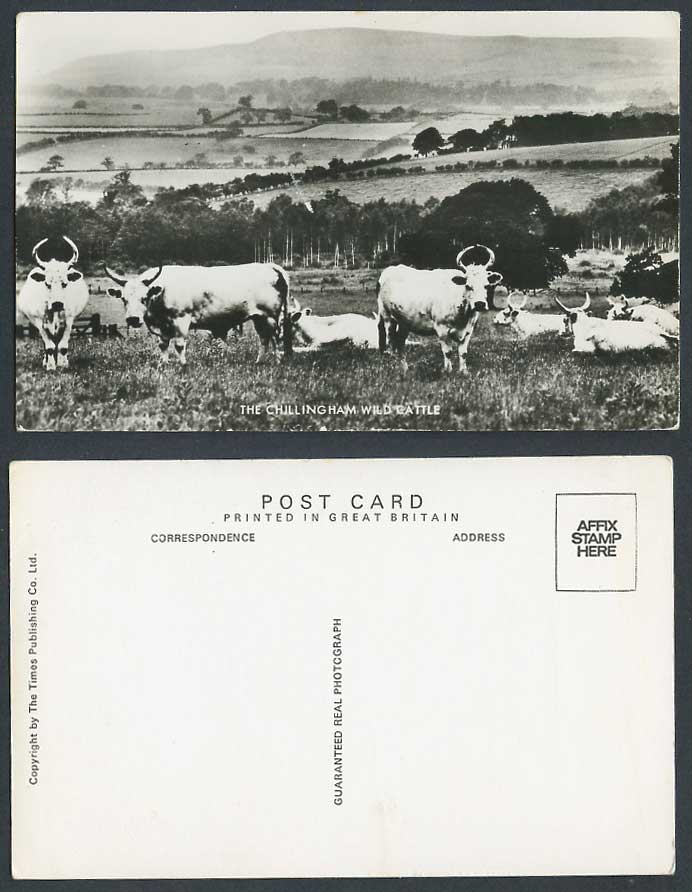 Chillingham Wild Cattle Animals, Northumberland Panorama Old Real Photo Postcard