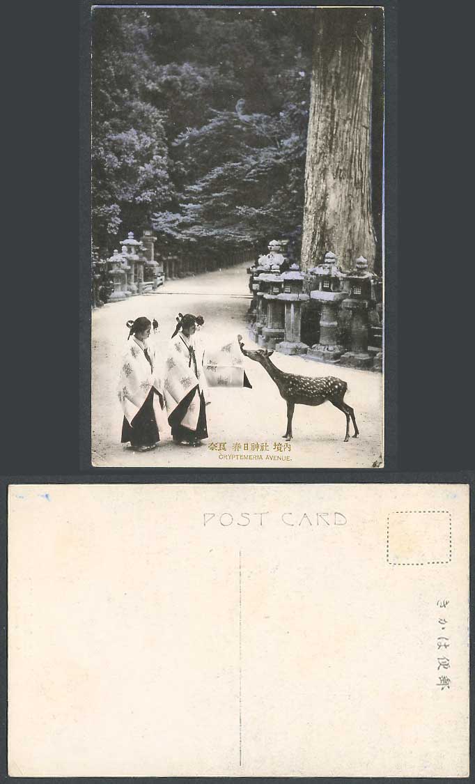 Japan Old Postcard Cryptemeria Avenue, Deer, Kasuga Shrine Temple Nara 奈良 春日神社 鹿