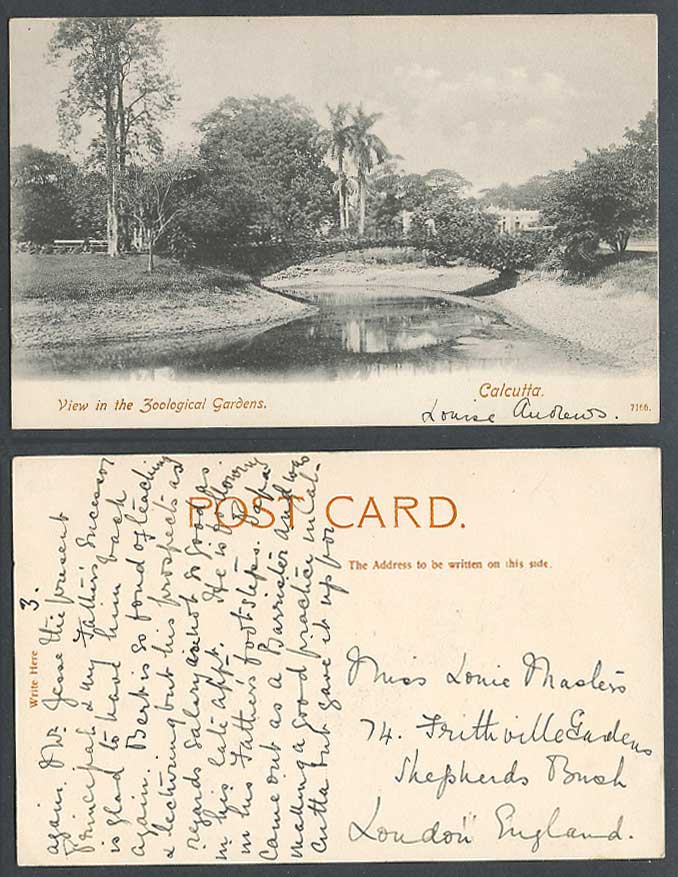 India Old Postcard Zoo Zoological Gardens Calcutta Bridge River Scene Palm Trees