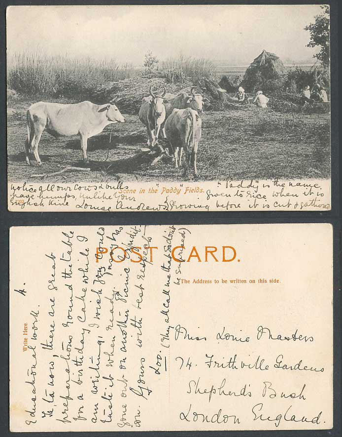 India Old Postcard Scene in The Paddy Fields, Cattle Native Farmers at Work 7202