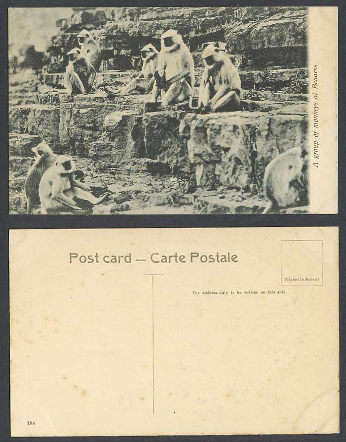 India Old Postcard A Group of Monkeys at Benares, Monkey Animals Rocks No. 194
