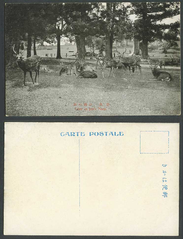 Japan Old Postcard Stag Deer in Nara Park, Pine Trees, Japanese Animals 奈良公園  鹿