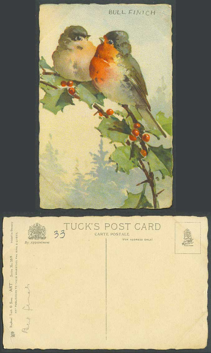 Bullfinch Birds Bull Finch Bird Holly Tuck's Art 3511 Artist Drawn Old Postcard