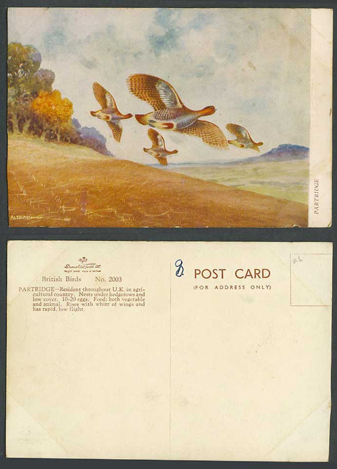 Partridge, British Birds Nests under Hedgerows Low cover Low Flight Old Postcard