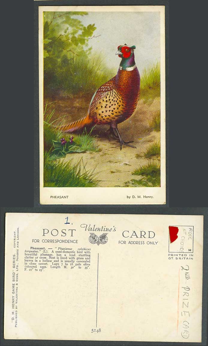 Pheasant, Phasianus colchicus torquatus D.M. Henry Game Bird Series Old Postcard