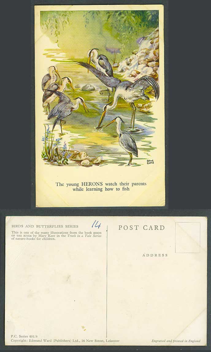 Young Herons Birds Watch Parents while Learning to Fish, Rene Cloke Old Postcard