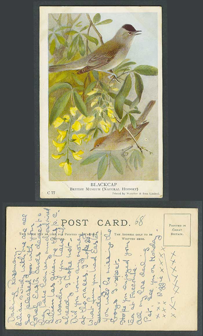 Blackcap Birds, Yellow Flowers, British Museum Natural History Old ART Postcard