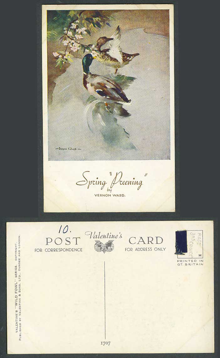 Ducks Birds Spring Preening Vernon Ward Artist Signed Wild Fowl Old Art Postcard