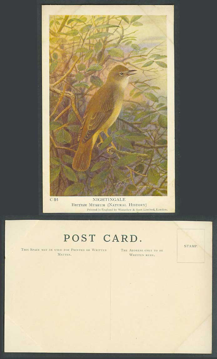 Nightingales British Birds British Museum Natural History Art Drawn Old Postcard