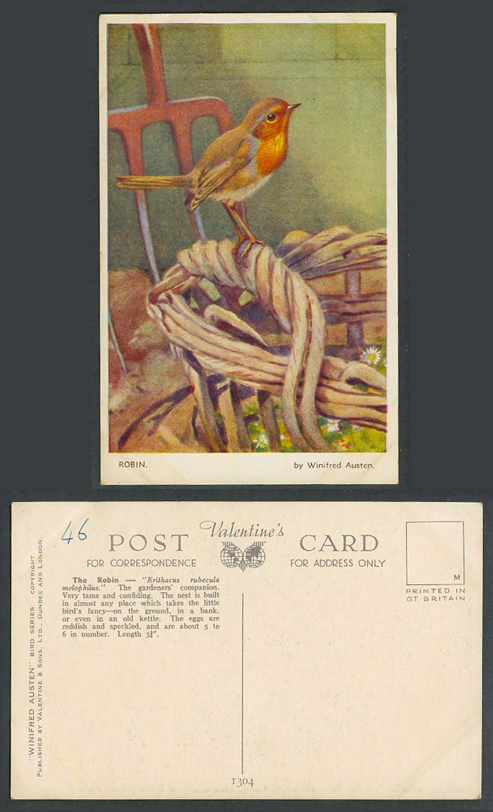 Robin Bird, Erithacus rubecula melophilus by Winifred Austen Artist Old Postcard