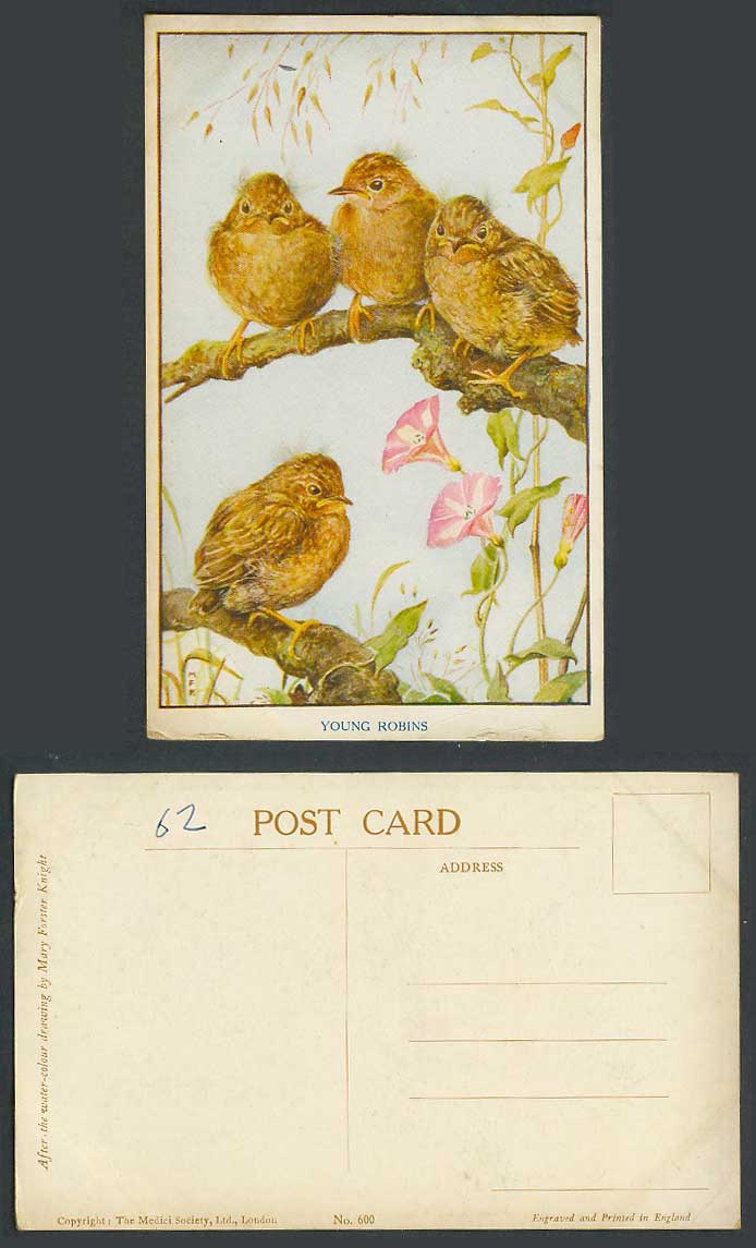 Young Robins Robin Birds, Artist Signed by MFK, Mary Forster Knight Old Postcard