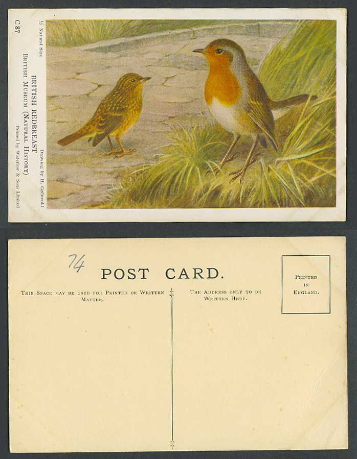 British Redbreast Birds British Museum Natural History Artist Drawn Old Postcard