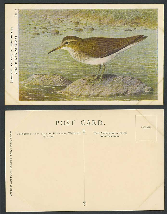Common Sandpiper Bird Birds Animals, British Museum Natural History Old Postcard