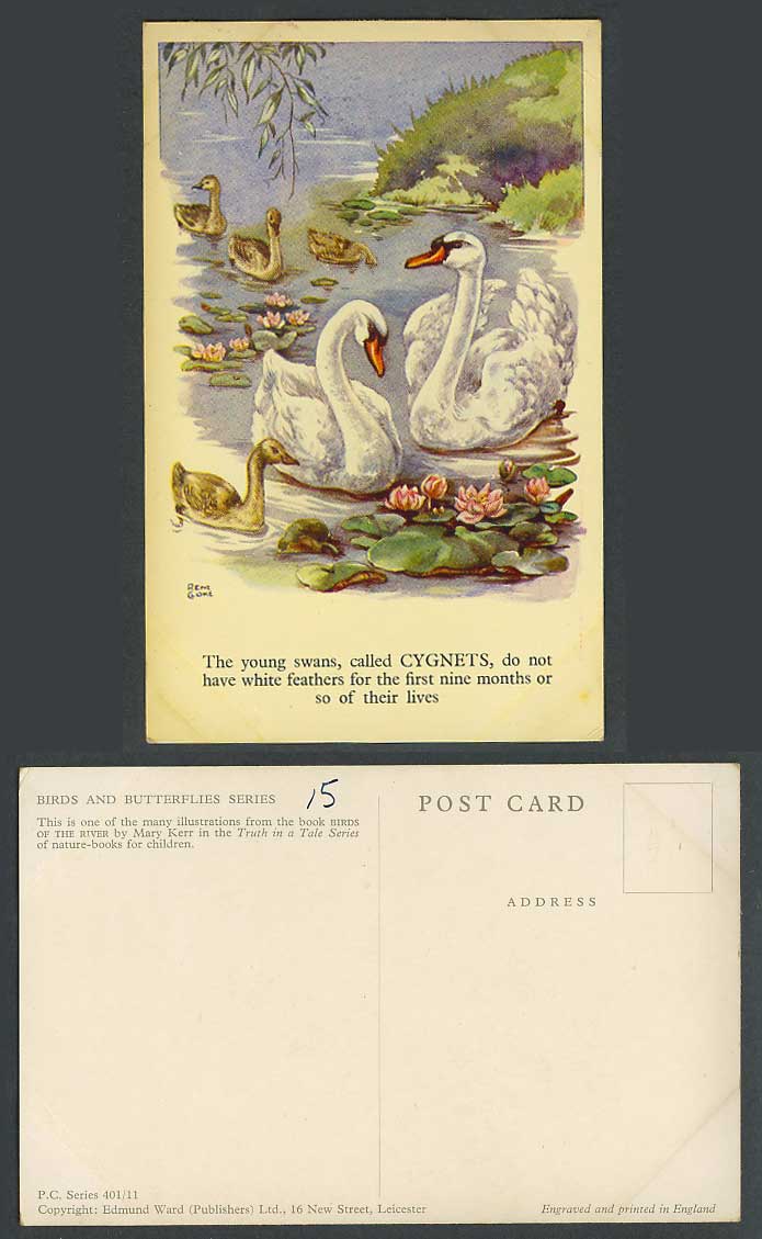 Cygnets Young Swans Birds Waterlily Flower Rene Cloke Artist Signed Old Postcard