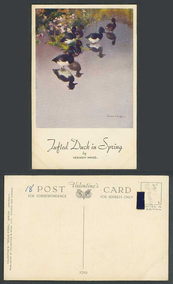 Tufted Duck in Spring Birds Vernon Ward Artist Signed Wild Fowl Old ART Postcard