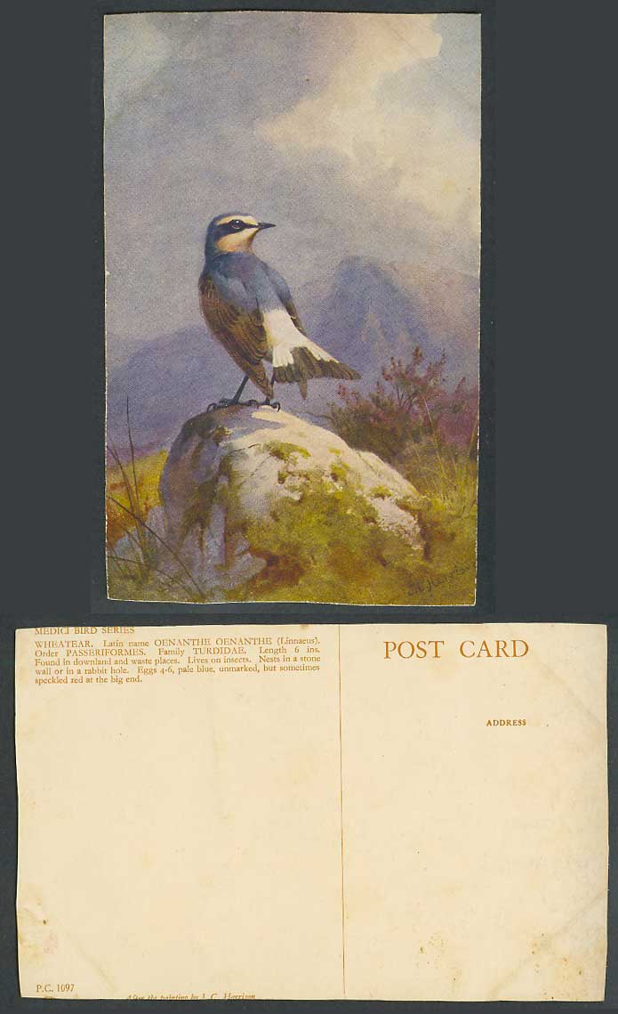 Wheatear Bird Rock, Nests in stone wall or rabbit hole Artist Drawn Old Postcard