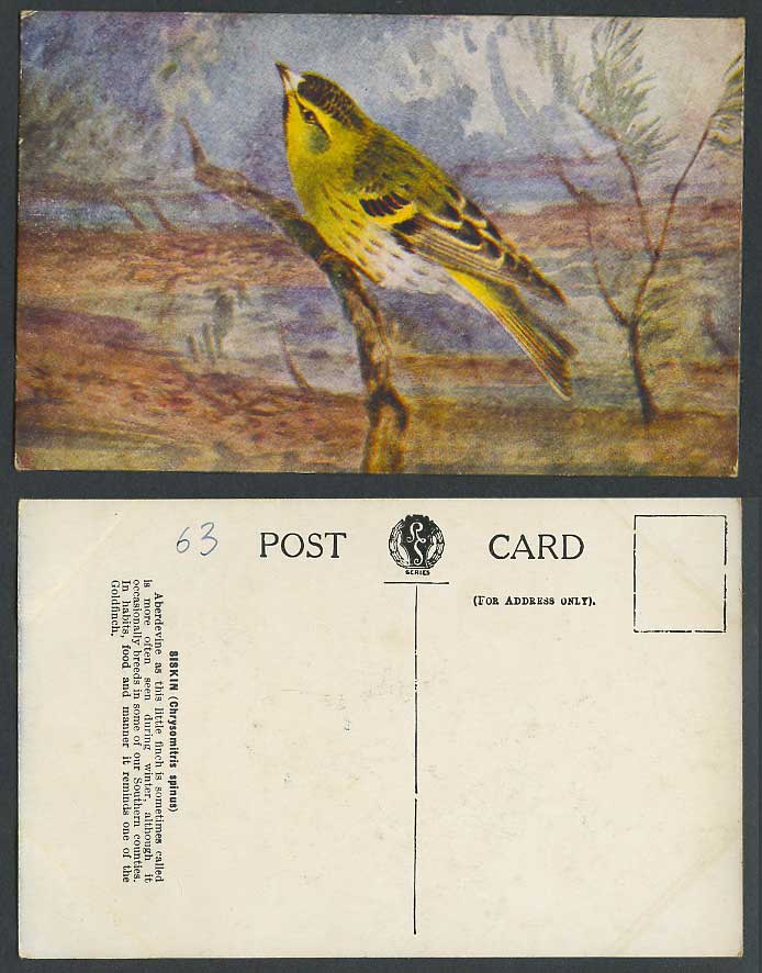 Siskin Bird Aberdevine Finch Chrysomitris Spinus Art Artist Drawn Old Postcard