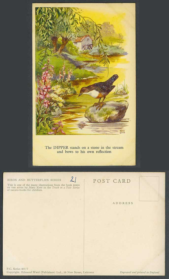 Dipper Bird on Stone Stream, Bows to his own reflection, Rene Cloke Old Postcard