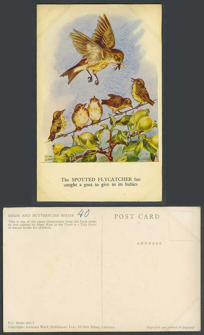 Spotted Flycatcher Birds Caught a Gnat to give to Babies Rene Cloke Old Postcard