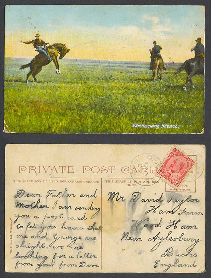 Canada KE7 2c 1908 Old Colour Postcard Bucking Bronco, Horses Horse Rider Cowboy