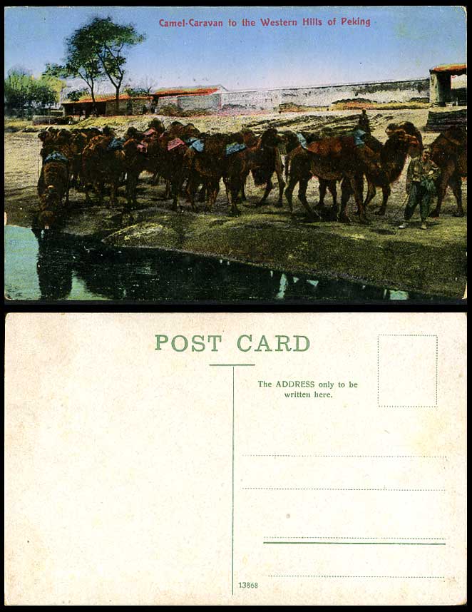 China Mongolian Camels Camel Caravan to Western Hills Peking Old Colour Postcard