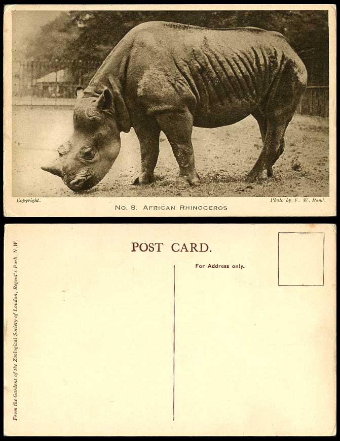AFRICAN RHINOCEROS Africa Rhino. London Zoo Photo by F.W. Bond No.8 Old Postcard