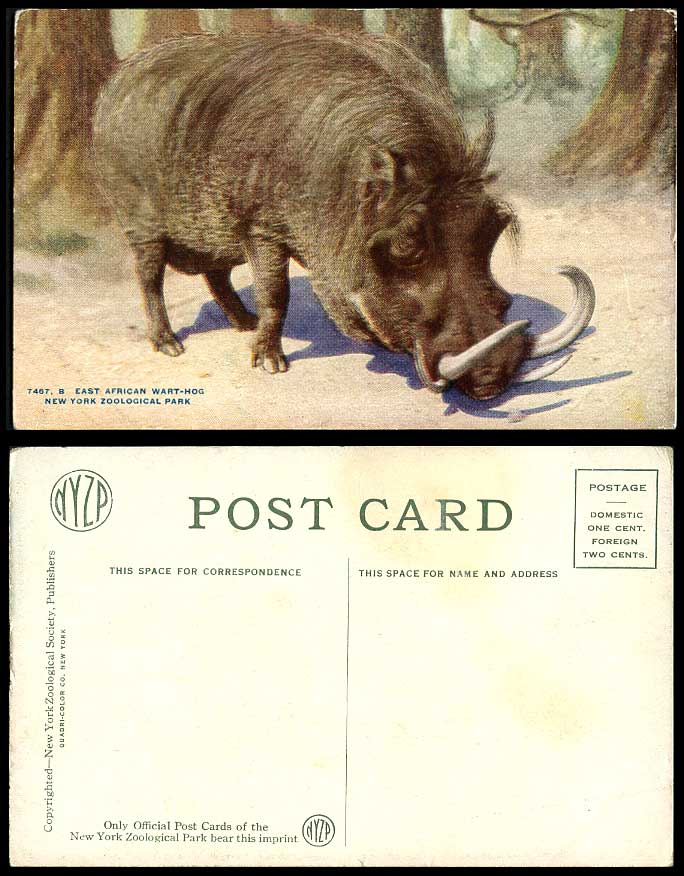 East African Warthog Wart-Hog, New York Zoological Park, Zoo Animal Old Postcard