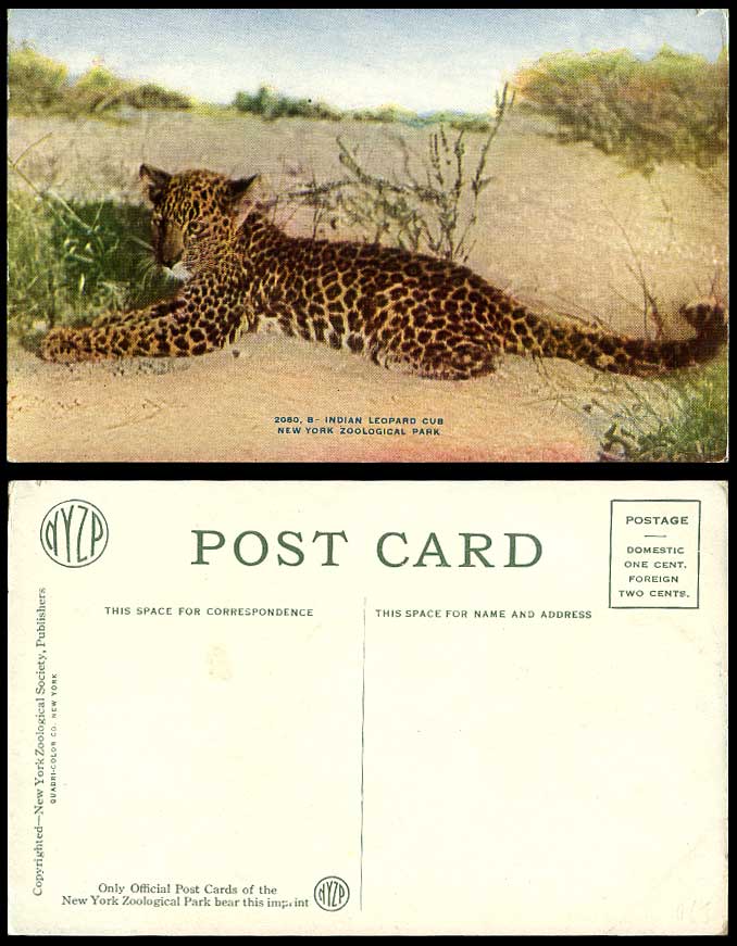 India Indian Leopard Cub New York Zoological Park Zoo Animal Old Colour Postcard