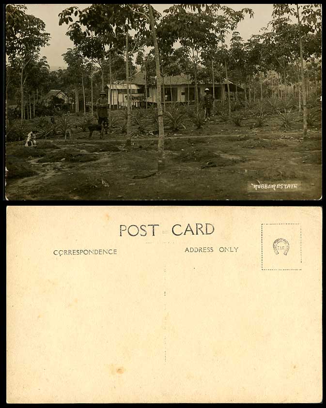 Penang Old Real Photo Postcard Rubber Estate, Dogs Puppies, Native Workers Trees