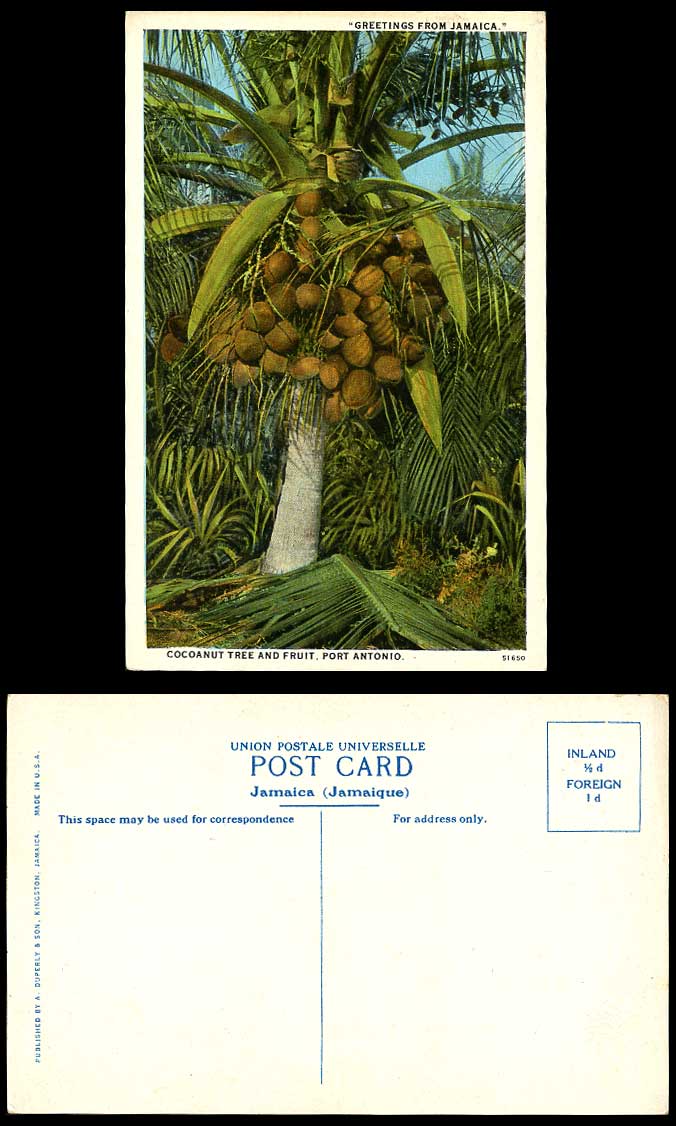 Jamaica Old Colour Postcard Coconut Cocoanut Tree and Fruit, Port Antonio B.W.I.