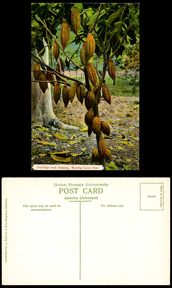 Jamaica Old Colour Postcard Bearing Cocoa Tree Greetings British West Indies BWI