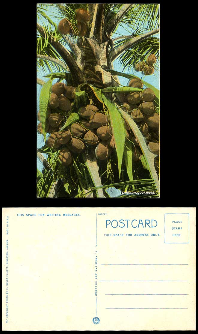 Jamaica Old Colour Postcard Bearing Cocoanuts Coconuts Fruits, Palm Tree B.W.I.