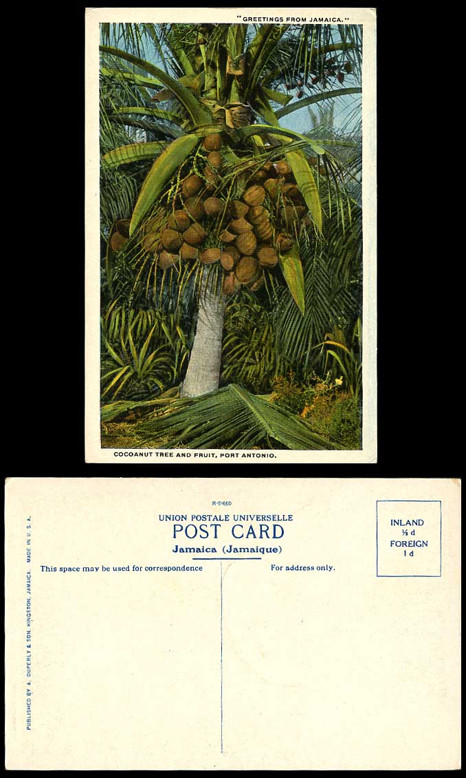 Jamaica Greetings Old Colour Postcard Cocoanut Tree & Fruit Port Antonio Coconut