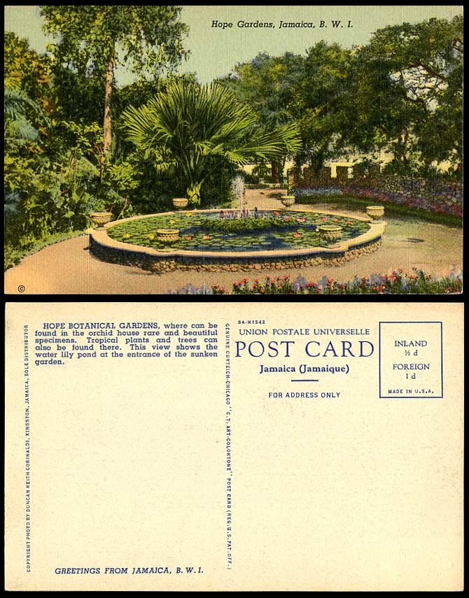 Jamaica Old Postcard Hope Botanical Gardens, Waterlily Pond, Waterlilies Flowers