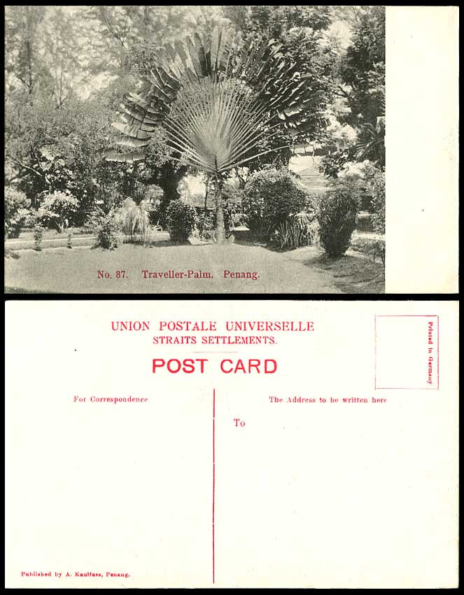 Penang c.1910 Old Postcard Traveller Palms Traveller's Palm Trees Ravenala Malay