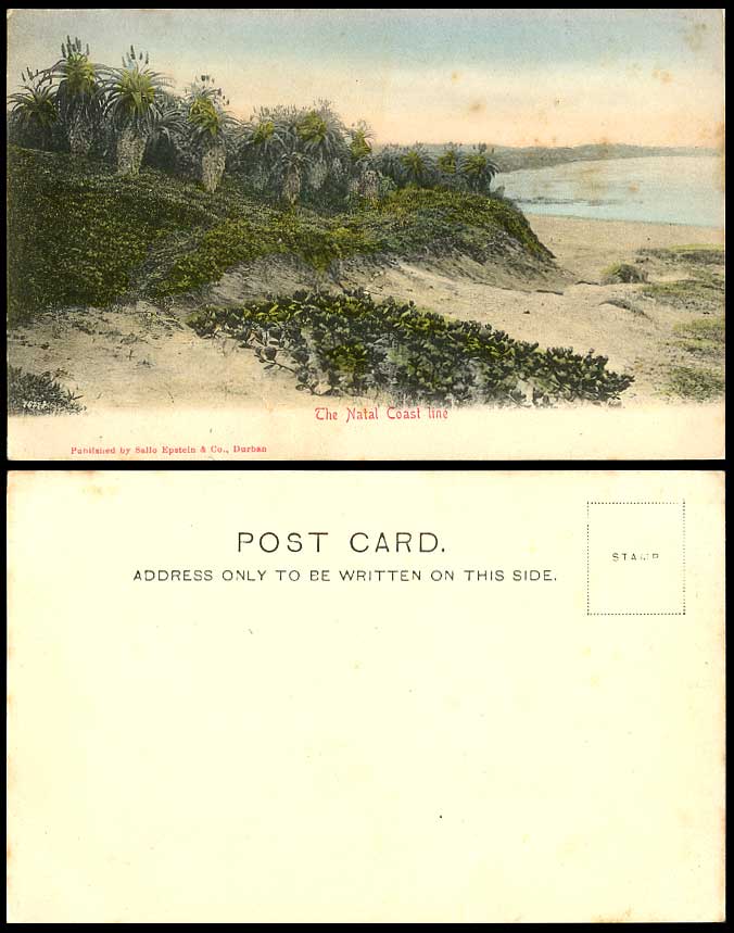 South Africa The Natal Coast Line Beach Seaside Palm Old Hand Tinted UB Postcard