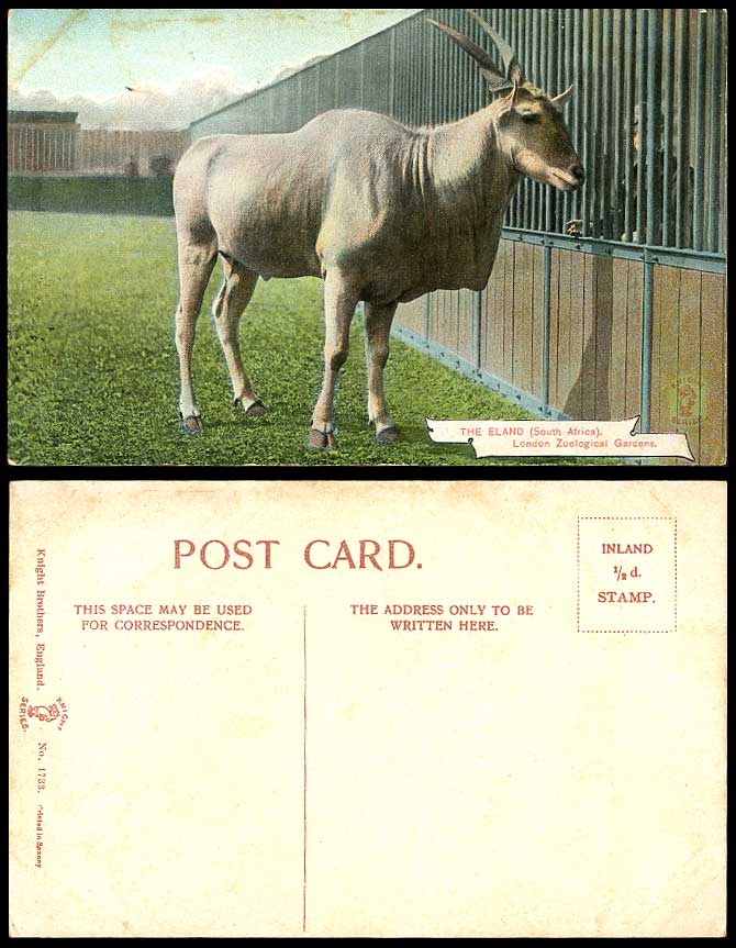 ELAND South Africa - London Zoological Gardens - Zoo Animals Old Colour Postcard