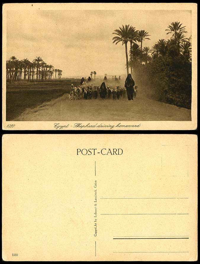 Egypt Old Postcard Shepherd Driving Homeward Sheep, Goats Palm Trees Shepherdess