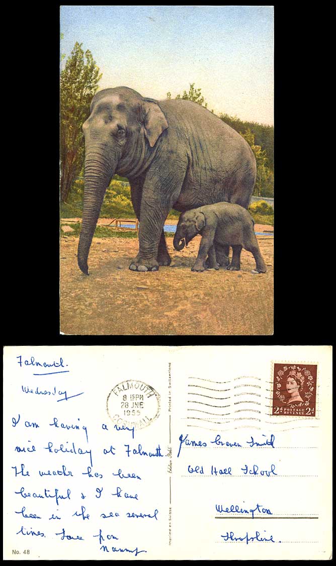 Elephants Elephant Cub Zoo Animals 1955 Old Colour Swiss Postcard Switzerland 48