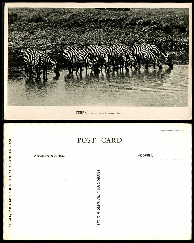 Zebra Drinking Water by River or Lake, Photo by Sir G. de Havilland Old Postcard
