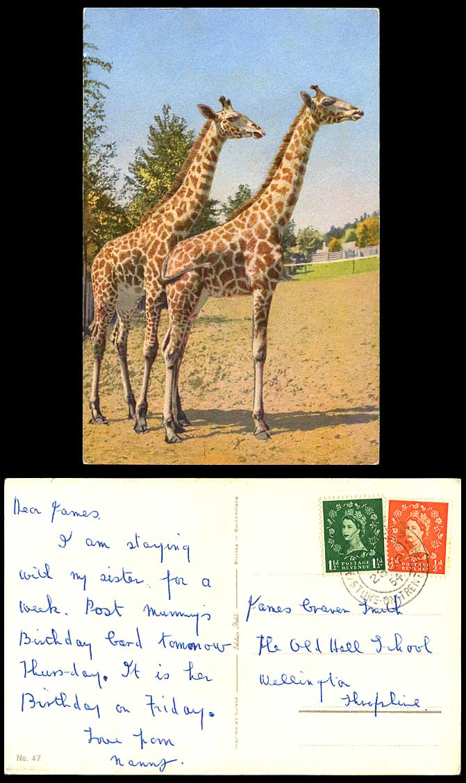 Giraffes Giraffe - Zoo Animals 1954 Old Colour Swiss Postcard Switzerland No. 47