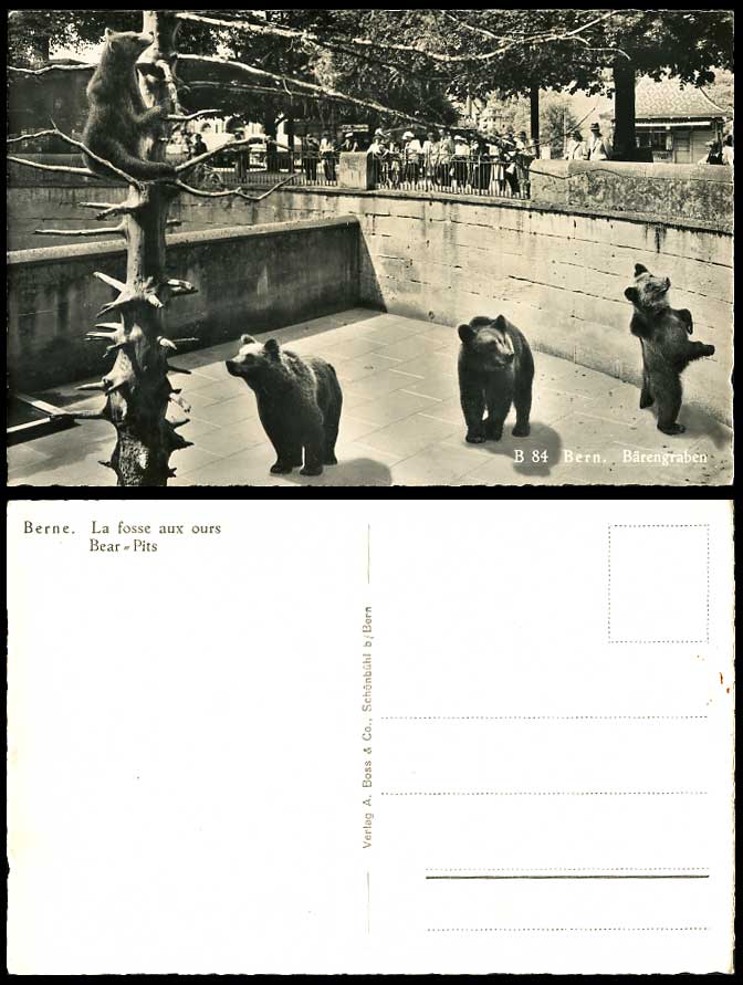 Switzerland, Bears BERN Foss Ours Bear Pits Baerengraben Old Real Photo Postcard