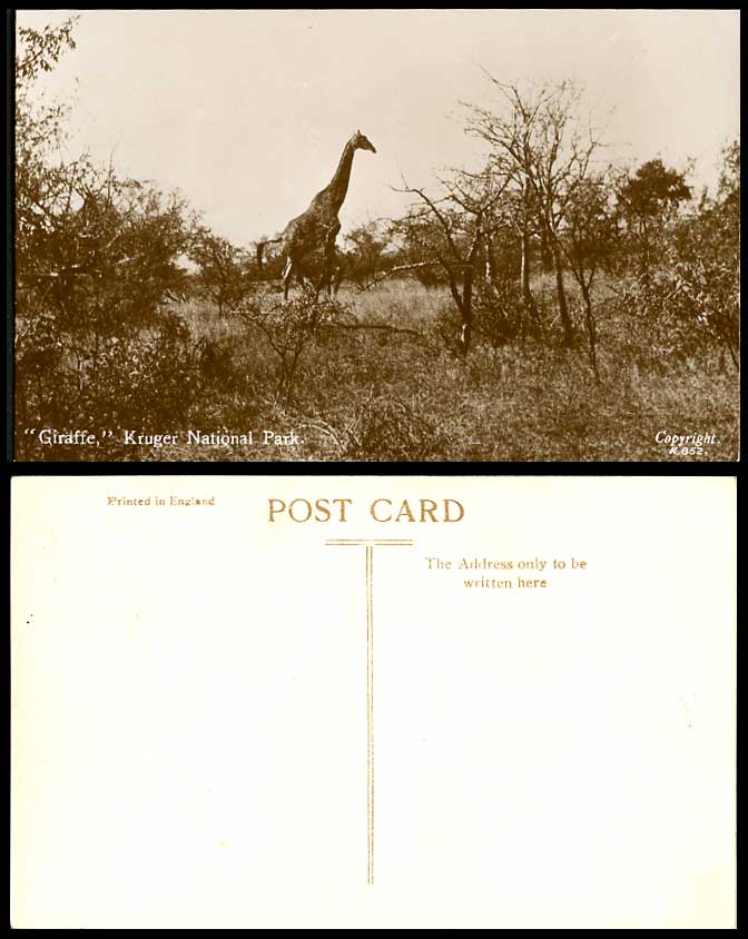 GIRAFFE, Kruger National Park, South Africa Old Real Photo Postcard Animal K.852