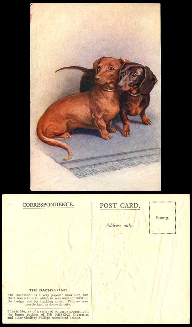 Dachshund German Sausage Dogs Puppies Dog Puppy DE RESZKE Cigarette Old Postcard