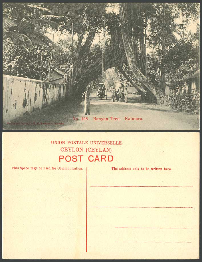 Ceylon Old Postcard Giant Banyan Tree Trees, Kalutara, Bullock Cart Street Scene
