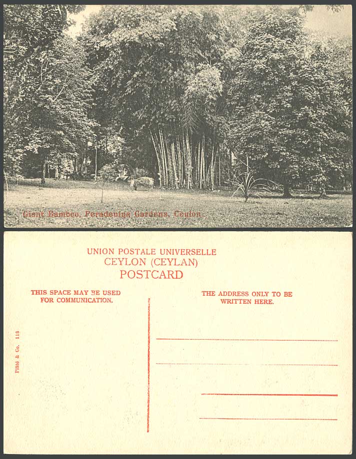 Ceylon Old Postcard Giant Bamboo Trees Peradeniya Gardens Royal Botanical Garden