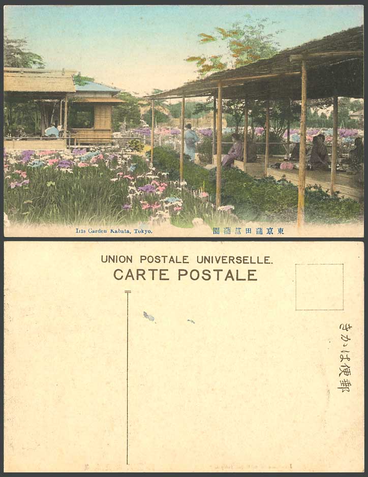 Japan Old Hand Tinted Postcard Iris Garden Kabata, Tokyo, Geisha Girls 東京 蒲田菖蒲園