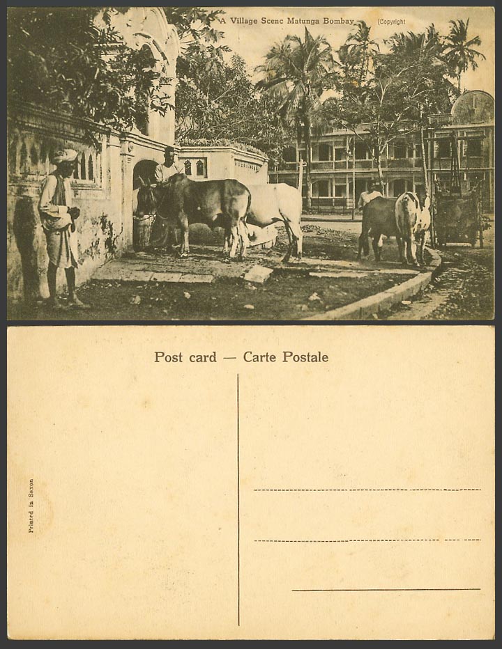 India Old Postcard A Village Scene Matunga Bombay, Cattle Cow Palm Trees Natives