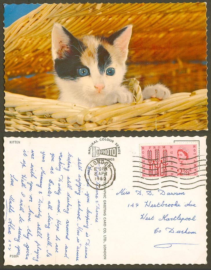 Cat Kitten in Basket 1960 Old Colour Postcard QE2 FFH Freedom from Hunger 2 1/2d